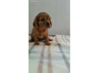 Cavalier King Charles Spaniel Puppy for sale in Deming, NM, USA
