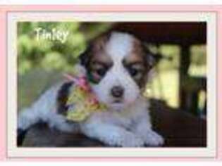 Coton de Tulear Puppy for sale in Morrilton, AR, USA