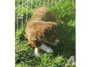 Labrador Retriever Puppy for sale in ENUMCLAW, WA, USA