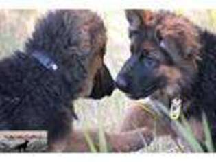 German Shepherd Dog Puppy for sale in Chiloquin, OR, USA