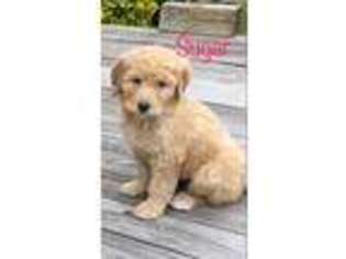 Goldendoodle Puppy for sale in Clinton, AR, USA