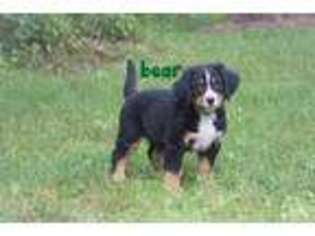 Bernese Mountain Dog Puppy for sale in Tower City, PA, USA