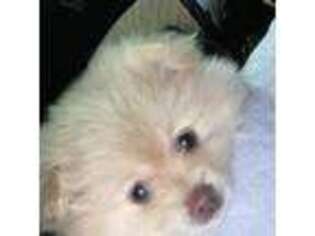Pomeranian Puppy for sale in Flowery Branch, GA, USA