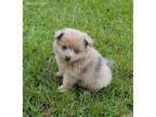 Pomeranian Puppy for sale in Repton, AL, USA