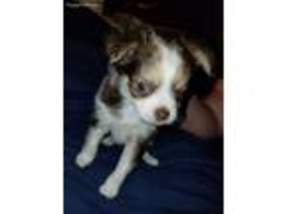 Chihuahua Puppy for sale in Pittsfield, IL, USA
