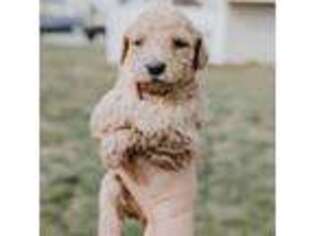 Goldendoodle Puppy for sale in Princeton, NC, USA