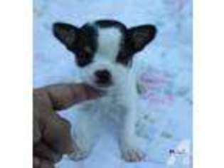 Chihuahua Puppy for sale in CASHMERE, WA, USA