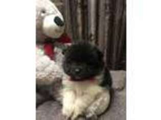 Pomeranian Puppy for sale in Avoca, MI, USA