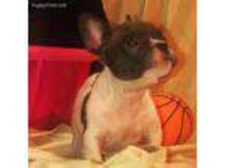 French Bulldog Puppy for sale in Martinsville, VA, USA