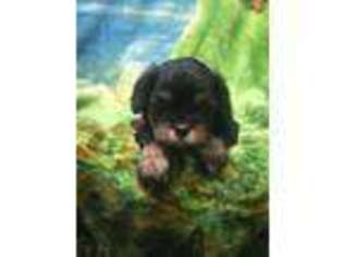 Cavapoo Puppy for sale in Jeffersonville, IN, USA