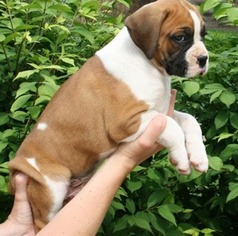 Boxer Puppy for sale in Oldsmar, FL, USA