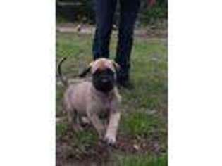 Mastiff Puppy for sale in Malakoff, TX, USA