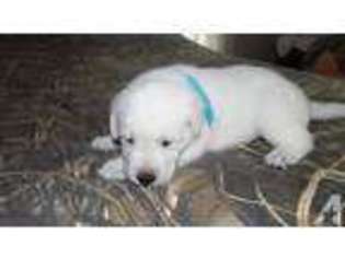 Labrador Retriever Puppy for sale in HOMER CITY, PA, USA