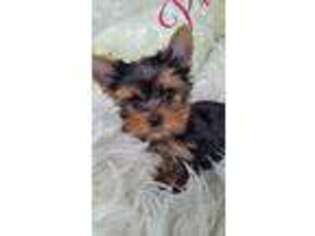 Yorkshire Terrier Puppy for sale in Alexandria, SD, USA