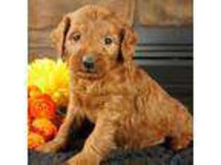 Goldendoodle Puppy for sale in Hull, IA, USA