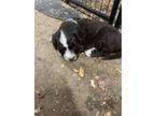 Mutt Puppy for sale in Maysville, KY, USA
