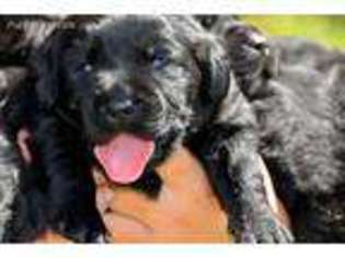 Labrador Retriever Puppy for sale in Melrose, FL, USA