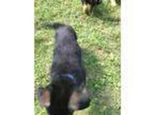 German Shepherd Dog Puppy for sale in Branch, MI, USA