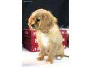 Cavalier King Charles Spaniel Puppy for sale in Columbus, MS, USA