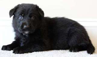 German Shepherd Dog Puppy for sale in Crofton, MD, USA