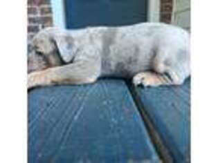 Bulldog Puppy for sale in Newport News, VA, USA