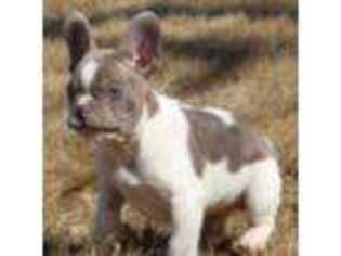 French Bulldog Puppy for sale in Elkton, SD, USA