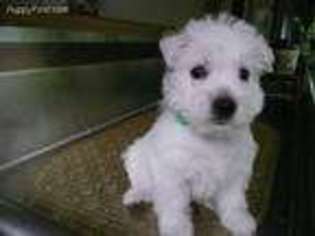 West Highland White Terrier Puppy for sale in Sanford, FL, USA