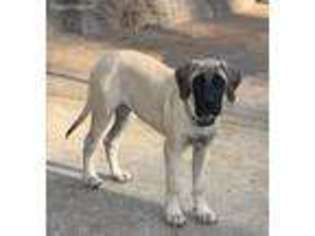 Mastiff Puppy for sale in Paradise, CA, USA
