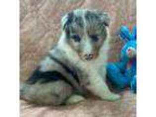 Shetland Sheepdog Puppy for sale in Des Moines, IA, USA
