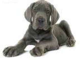 Great Dane Puppy for sale in Selden, NY, USA