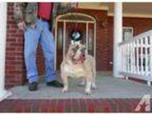 Bulldog Puppy for sale in HOLLY POND, AL, USA