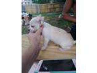 Chihuahua Puppy for sale in Eustis, FL, USA