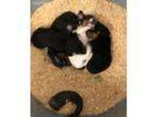 Dachshund Puppy for sale in Williamsburg, VA, USA