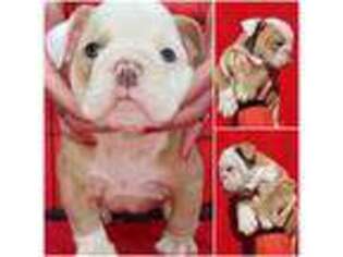 Bulldog Puppy for sale in Hoopeston, IL, USA