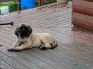 Mastiff Puppy for sale in Lindley, NY, USA