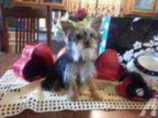 Yorkshire Terrier Puppy for sale in WEST FARMINGTON, OH, USA
