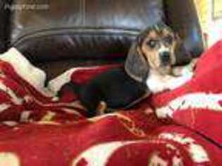 Basset Hound Puppy for sale in Idabel, OK, USA