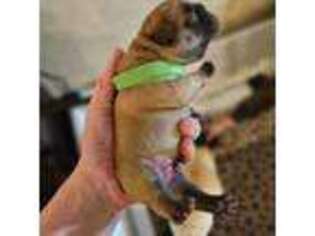 French Bulldog Puppy for sale in Hemlock, MI, USA