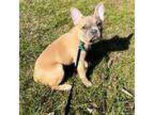 French Bulldog Puppy for sale in Bel Air, MD, USA