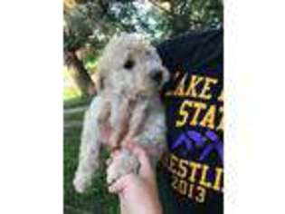 Goldendoodle Puppy for sale in Lake Mills, IA, USA