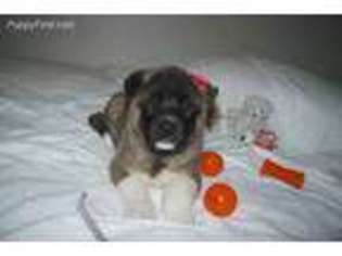 Akita Puppy for sale in Arp, TX, USA