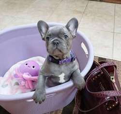 French Bulldog Puppy for sale in Kegley, WV, USA