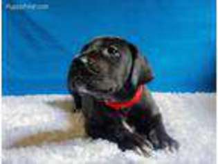 Great Dane Puppy for sale in Brighton, MI, USA