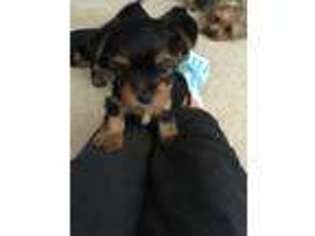 Yorkshire Terrier Puppy for sale in Brownton, MN, USA