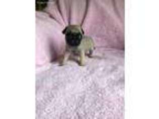 Pug Puppy for sale in Sandy Hook, KY, USA