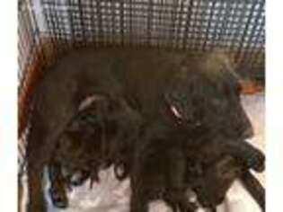 Labrador Retriever Puppy for sale in Alliance, OH, USA