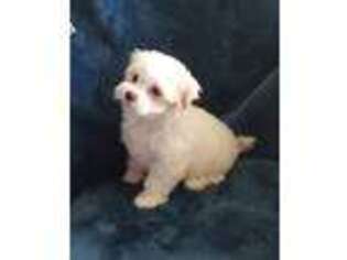 Maltese Puppy for sale in Katy, TX, USA