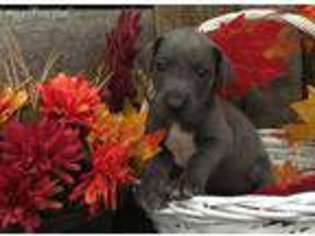 Great Dane Puppy for sale in Newport, PA, USA