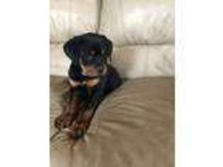 Rottweiler Puppy for sale in Wheatfield, IN, USA
