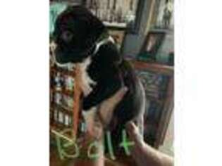 Boxer Puppy for sale in Rushville, IN, USA